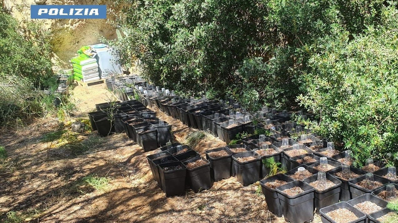 Individuata una piantagione di marijuana