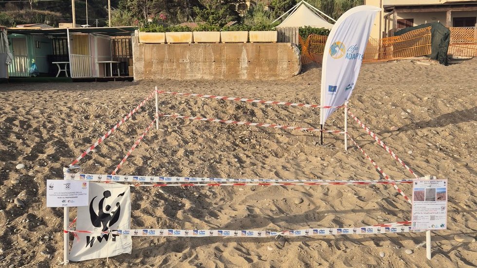 Nido di tartaruga Caretta Caretta sulla costa di Altavilla Milicia