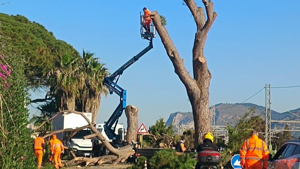Abbattuti tre pini marittimi lungo la Statale 113
