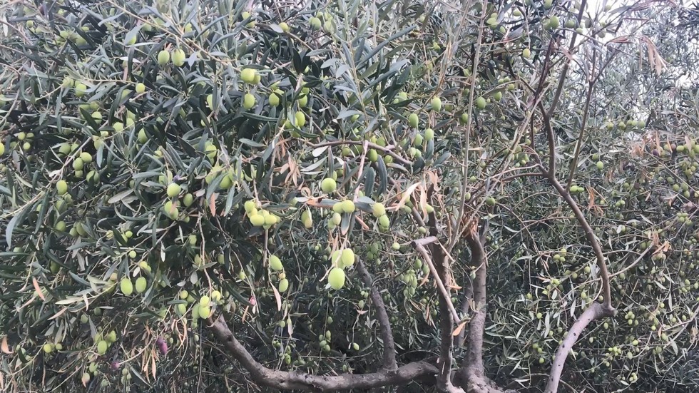 Denunciati in stato di libert� per furto aggravato, all�Autorit� giudiziaria tre uomini per furto di olive